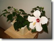 M�j prvn� kv�t