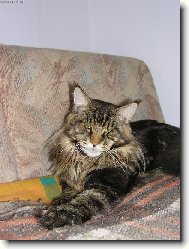 Knight zvan� Pin�a