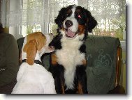 Se�ral jsem Karkulku a te� si na �a�e ty !