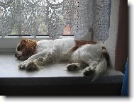 Kaval�r King Charles �pan�l