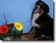 Babi�ka slav� 50 narozeniny