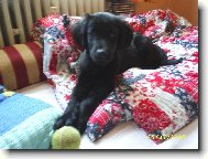 Pohoda u pani�ky v posteli (Flat coated retiever)