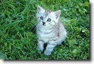 Soust�ed�n� na hru