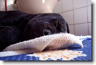 Rotvajl��� hol�i�ka