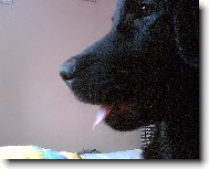 Kouk�m z okna (Flat coated retiever)