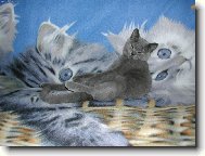 n� mal� kocourek