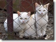 Tudy cesta nevede,sest�i�ko!