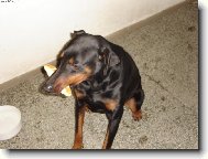 Sorbonek s rohl�kem