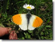 Nen� nad sladk� nektar z kv�t�!