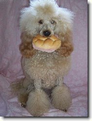 Eli�ka alias Komisa� Rex