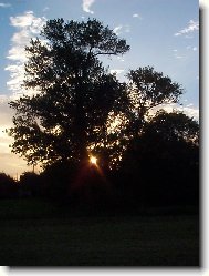 Slunce pohlcen� stromem