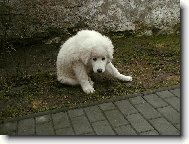 Dejte si na m� pozor, kou�u