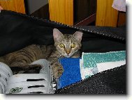 Nat�lie Hrazd�rov�