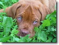 Arturek p�ed 6-ti m�s�ci, 50 kg!