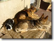 Macku, nespi a hl�dej!