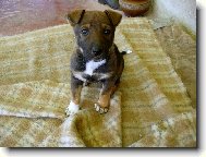 K��enec - m�ma je �eskosl. vl��k a t�ta NO k��en� s pidbulem