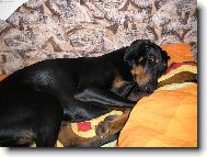 K v�noc�m jsme dostali nov� povle�en� tak jsem to musel vyzkou�et.