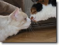 ko�i�� l�ska