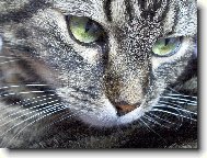 Ko�i�� zaujet�