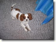 Kaval�r King Charles �pan�l