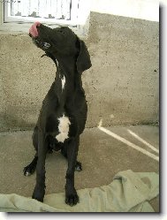 Dos�hne� si jazykem na nos?