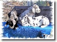 dog�tka 8 t�dn�