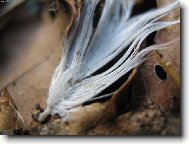 P�rko v list�...