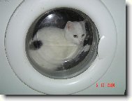 �istotn� ko�i�ka