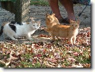   ko�ky u domova d�chodc�