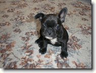 sed�c� ps� modelka