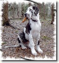 Falco z Josefovsk�ch bud