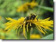 v�elka m���ja