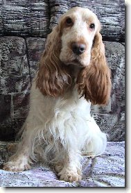 Nelinka po v�stav�