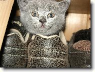 Mal� kot�, spalo v bot� ...