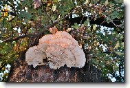 Suk�nka na strom�