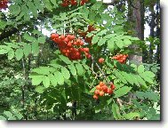 Podzim se hl�s�...