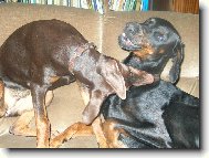 Fox��ek a jeho nev�sta Sydny