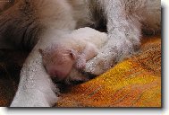 To si mi to kr�sn� spink�