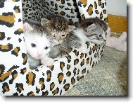 kuba,cecilka a mat�sek