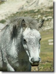 Voln� �ij�c� k�n�