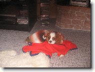 Kaval�r King Charles �pan�l