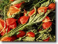 Podzimn� lampionky