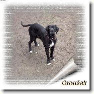 Orleans Jack�v sm�ch