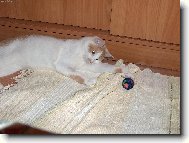 Ro���k Bert�k