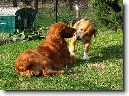 opravdu m��e� chodit ven bez obojku?