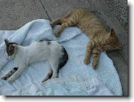 Pan� L�za Fouskov� a Pan Reze�ek Fousek