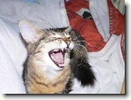 neotravujte, n�� !