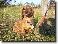 kr�tkosrst� jezev�ice