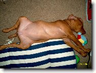 Ach bo�e,j� tu �elvu prost� ned�m.....