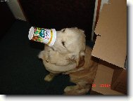 J� ten Ko��k nechci